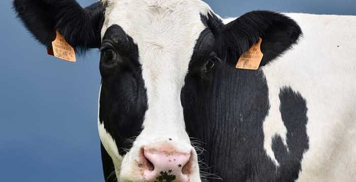 Vaca Lechera