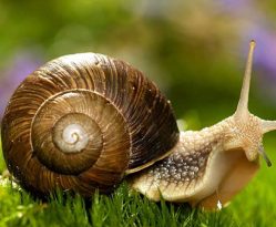 Pienso para caracoles